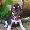 Логотип телеграм канала @frenchbulldogpuppysale — Щенки французского бульдога. Продажа.