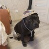 Логотип телеграм канала @frenkibysa — ФРЭНКИ БУСЯ