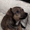 Логотип телеграм канала @freya_thedog — Freya's album🌙