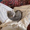 Логотип телеграм канала @fricapu — пойдем на свидание?