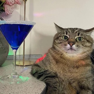 Логотип телеграм канала @friday_cat — Кот Степан