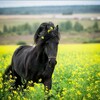 Логотип телеграм канала @friesian_horses — 💗💗фризская лошади 💗💗
