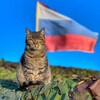Логотип телеграм канала @frontpitomec — Фронтовые питомцы СВО