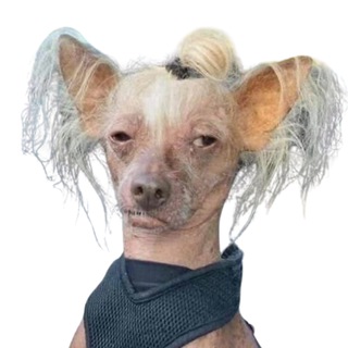 Logo of telegram channel frumpy_dog — FrumpyDog