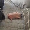 Логотип телеграм канала @fshmidtchan — Fshmidt chan