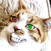 Logo of telegram channel fthmemes — Fuck these memes