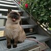 Логотип телеграм канала @fublymba — Фублямба