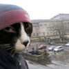Логотип телеграм канала @fuckingtriggerenemy — fuckingtriggerenemy / факингтриггерэнеми