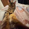 Логотип телеграм канала @fufelpiroz — кот скуфик