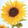 电报频道的标志 fullhouse222 — 🌻向日葵🌻睇圖號