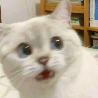 Telegram channel memes logo