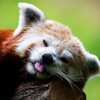 Логотип телеграм канала @funfacts_animals — Открытый мир: факты о животных