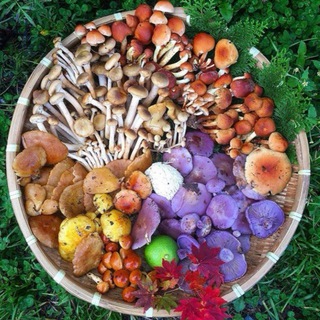 Логотип телеграм канала @fungithera — Fungithera