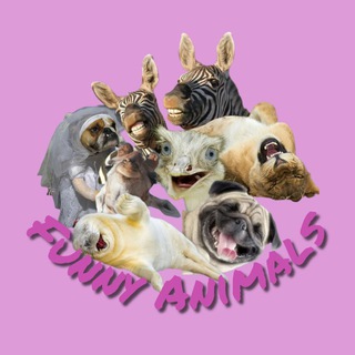 Логотип телеграм канала @funny_animalsru — Funny Animals -животные, смешные животные, смешные видео, юмор, приколы, собаки, кошки, обезьяны.