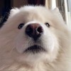 Логотип телеграм канала @funny_a_nimals — Funny animals 🫶🐶
