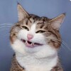 Логотип телеграм канала @funny_cats2023 — Забавные животные😺🐶🐼.