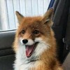 Логотип телеграм канала @funny_foxes — Смешные лисы