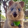 Logo of telegram channel funnyanimals9 — Funny animals