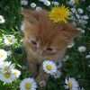 Логотип телеграм канала @funnycats9 — Котики 😻