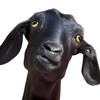لوگوی کانال تلگرام funnyg0at — Funny goat | بز