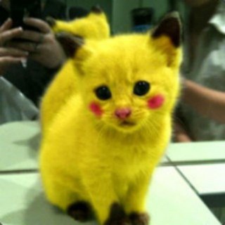 Logo of telegram channel funnykitties — Cats, Cats & Cats