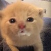 Логотип телеграм канала @funnykittyssss — котопсиные смешинки