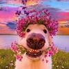 Telegram channel Милые питомцы😍 logo