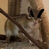 Логотип телеграм канала @funpetslife — плина и ее зверье🌳