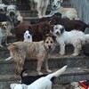Логотип телеграм канала @funtik_shelter — приют Фунтик / FUNTIK shelter