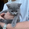 Логотип телеграм канала @funtikdaily — Будни Фунтика 🐈‍⬛