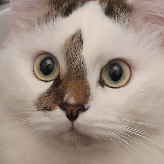Логотип телеграм канала @funtikgorgeous — Кот Фунтик 🐱