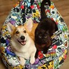 Логотип телеграм канала @furryfriends_official — корги Чарси🧡 & кот Кузя🖤