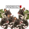 Логотип телеграм канала @fushioon — Fusion 🌹