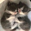 Logo of telegram channel futurmeow — future
