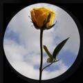 Telegram channel إقتباسات دينيه🌻🍃 logo