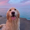 Логотип телеграм канала @g0ldenretrieverr — Golden Retriever