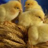 Логотип телеграм канала @g972h — "" ВАМ К НАМ"" 🐣🐣🐣СУТОЧНЫЙ МОЛОДНЯК ПТИЦЫ ОПТ, РОЗНИЦА ТЕЛ  79900677943 КОРМА ПГТ Михайловка