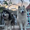 Логотип телеграм канала @g_canarias_life — ИСПАНСКОЕ НАСТРОЕНИЕ