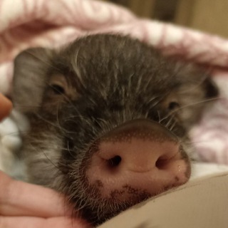 Логотип телеграм канала @gabbipig — Минипиг Габби Gabbi.pig