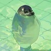 Логотип телеграм канала @gabr_babla — Gabr-babla