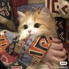 Logo of telegram channel gacha_helping_cat — ♫ 𝐻𝑒𝑙𝑝𝑖𝑛𝑔 𝑔𝑎𝑐ℎ𝑒𝑟𝑠 ♫