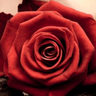 Logo del canale telegramma galatta - 🇹🇷GALATA ŞİiR♥️🐾🐩