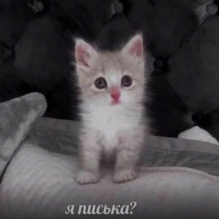Логотип телеграм канала @galereupi — кошачий клуб