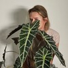 Логотип телеграм канала @galinaplants — Алоказии и другие ароидные🪴