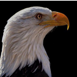 Telgraf kanalının logosu gamecnger12 — Game Changer™ (Since 2018)