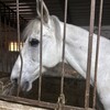 Логотип телеграм канала @gangrenapzdc — Гангрена эщкере