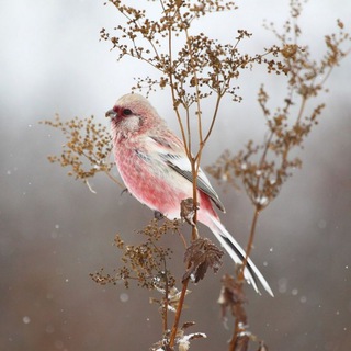 Логотип телеграм канала @garden_pets_birds — Заметки натуралиста