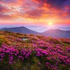 Логотип телеграм канала @garden_a_grovv — Красота природы