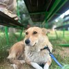 Логотип телеграм канала @garden_doggy — ᴩыжᴀя ʙ дᴇᴧᴇ