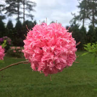 Логотип телеграм канала @gardenerspb — ❗️БАЗА ЗНАНИЙ САДОВНИКА